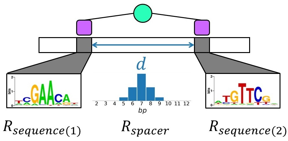 A diagram representing a composite motif composed of two sequence patterns separated by a spacer of variable length.