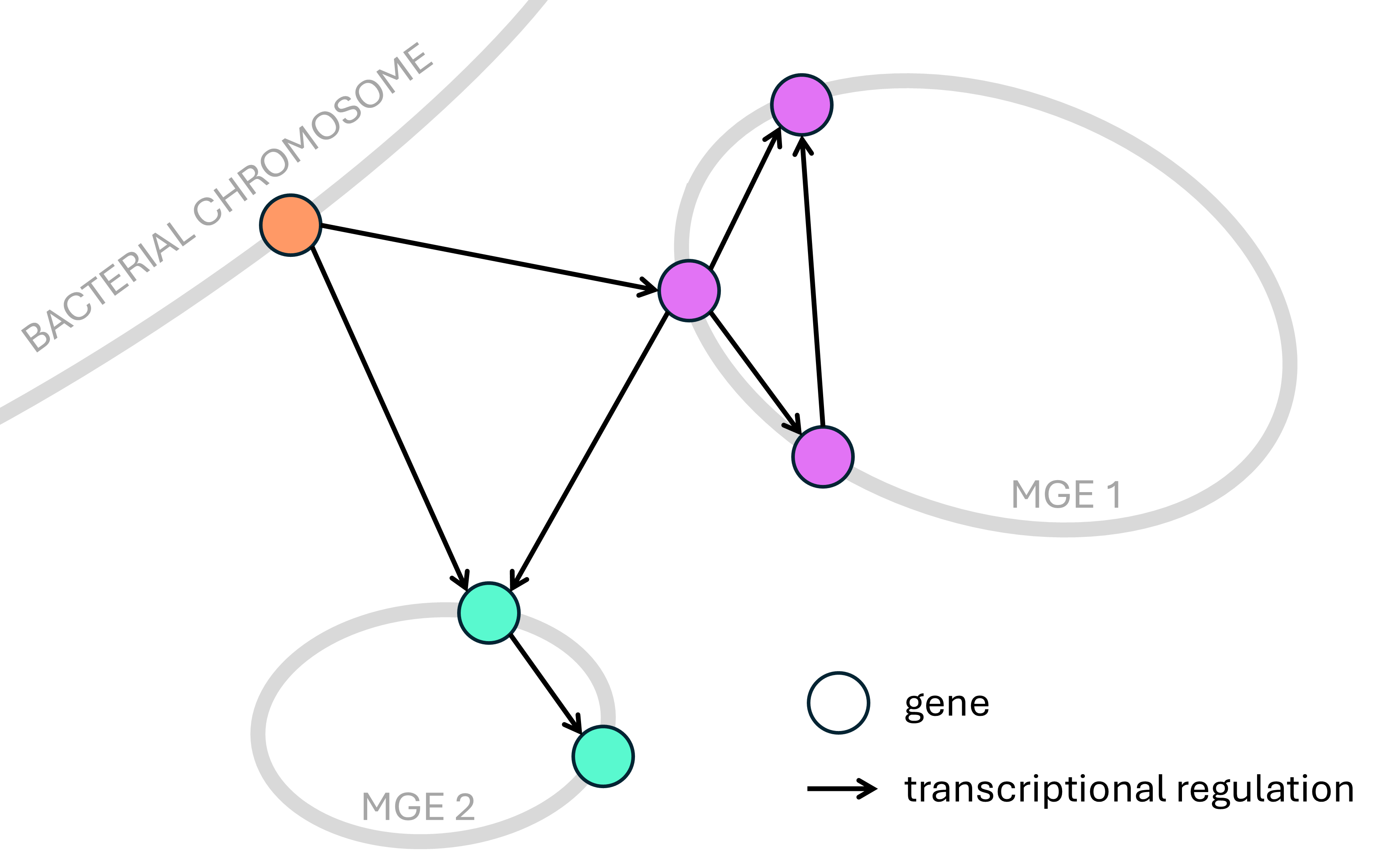 A diagram representing a hybrid transcriptional regulatory network, where some nodes belong to a bacterial chromosome and some to mobile genetic elements